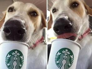 娱乐吃瓜酱狗狗领冰淇淋